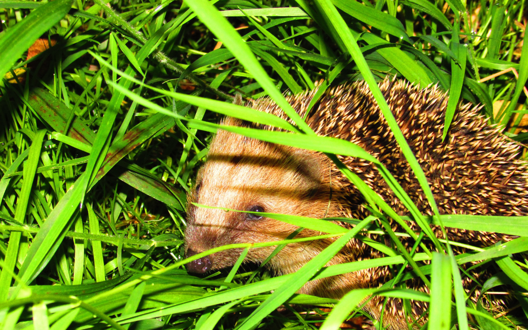 Schutz für Igel und Kleintiere: Neue Regelung im Kreis Wesel