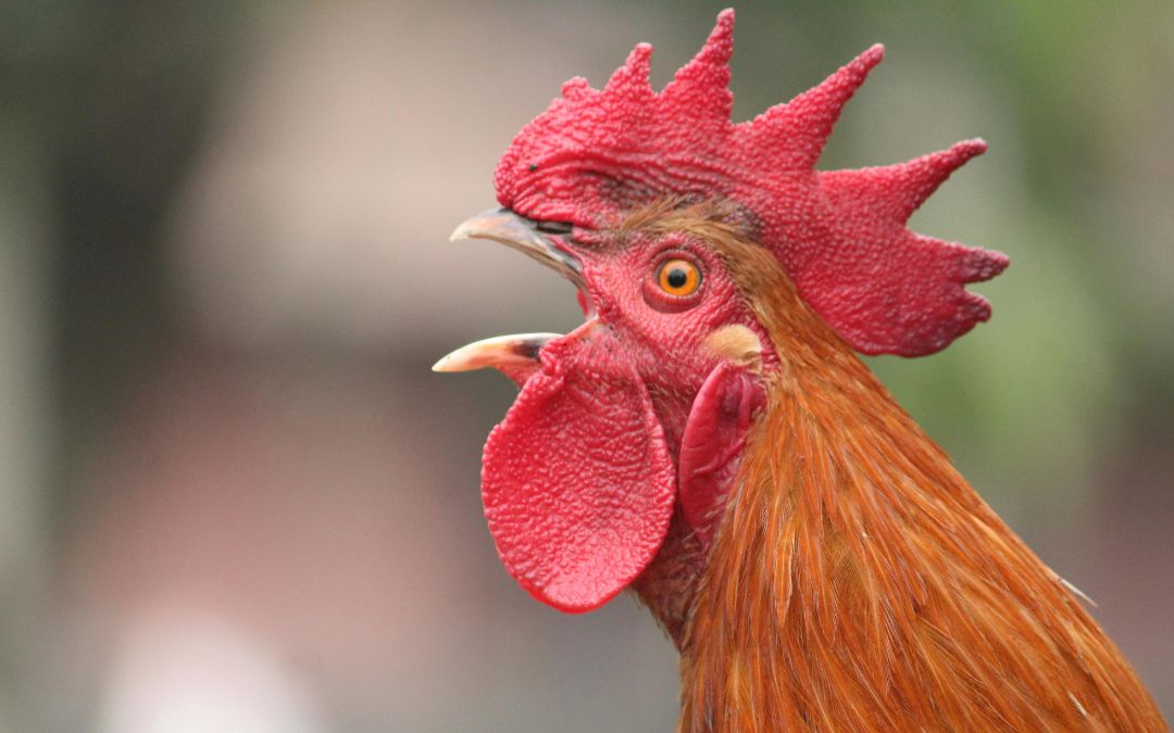 Kreis Wesel ordnet Stallpflicht für Geflügel an