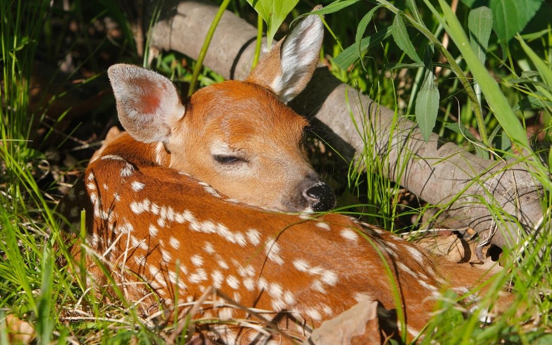 Neue App für Wildtierfreunde: „Wildtier SOS“