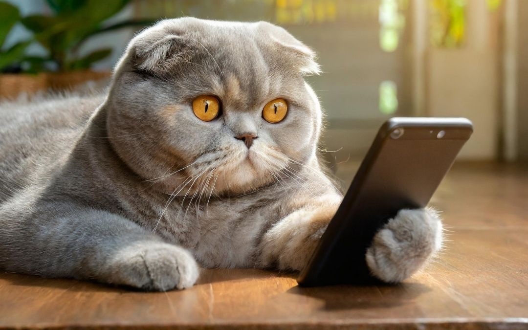 Smartphone-Hilfe vom Team Repair Café Veen – Zusatztermin im März