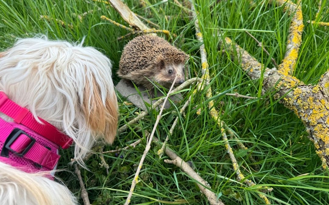 Wir starten ein neues Herzensprojekt: Unser Vereinshund Fanny wird zum Igelsuchhund ausgebildet.