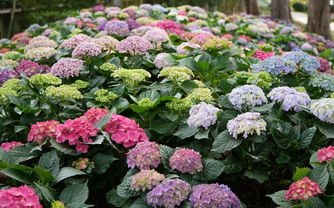 Hortensien-Aktion an der Sekundarschule Alpen: 200 Pflanzen für den guten Zweck