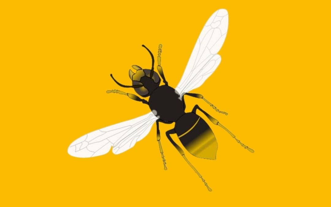 Meldung von Nestern der Asiatischen Hornisse