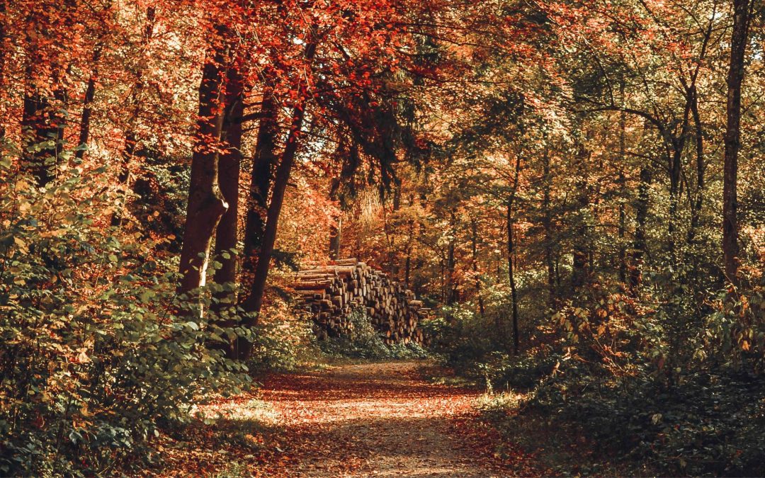 Winterwanderung durch den Wald findet am 28.12.26 statt